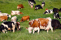 We only make Pleasant Ridge Reserve in the summer months, while our cows graze fresh pasture