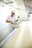 While the pasture is plentiful, we make cheese seven days a week with fresh milk