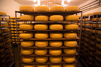 The wheels, pale ivory at first, take on a golden shine as the rind cultures develop