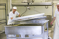 After cooking the curd, we press it all together under a large plate, squeezing out any remaining whey