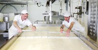 After adding traditional rennet, we use wire harps to cut the vat into small curds