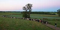 Coming in for milking