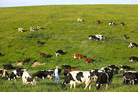 Rotational grazing