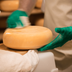 After dry salting, we begin washing each wheel, daily, in a brine solution inoculated with our house curing cultures <a href="https://uplandscheese.com/photos/cheesemaking-process/cheeseprocess-10.jpg">Download Image</a> 4.87 m .jpg
