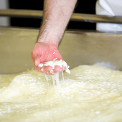 We use a traditional, open vat, which allows us to feel the curd and make adjustments throughout the process <a href="https://uplandscheese.com/photos/cheesemaking-process/andy-checking-the-curd.jpg">Download Image</a> 4 m .jpg