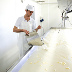 While the pasture is plentiful, we make cheese seven days a week with fresh milk <a href="https://uplandscheese.com/photos/cheesemaking-process/cheeseprocess-1.jpg">Download Image</a> 3.66 m .jpg