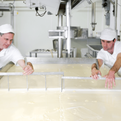 After adding traditional rennet, we use wire harps to cut the vat into small curds <a href="https://uplandscheese.com/photos/cheesemaking-process/cutting-curd-b.tif">Download Image</a> 6.58 m .tif