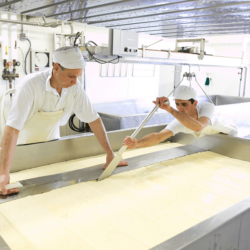 The resulting curd block is cut into cubes sized for our hoops <a href="https://uplandscheese.com/photos/cheesemaking-process/cheeseprocess-6.jpg">Download Image</a> 4.28 m .jpg