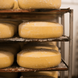 Pleasant Ridge Reserve, fresh and salty <a href="https://uplandscheese.com/photos/creamery/dry-salting-pleasant-ridge-reserve.jpg">Download Image</a> 4.98 m .jpg