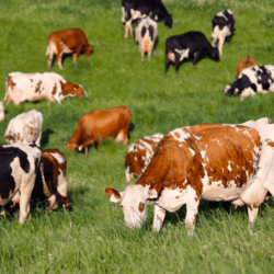 One of our favorite cows <a href="https://uplandscheese.com/photos/farm/One-of-our-favorite-cows.jpg">Download Image</a> 5.5 m .jpg