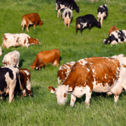 One of our favorite cows <a href="https://uplandscheese.com/photos/farm/One-of-our-favorite-cows.jpg">Download Image</a> 5.5 m .jpg