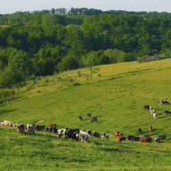 North pasture <a href="https://uplandscheese.com/photos/farm/North-pasture.jpg">Download Image</a> 12.7 m .jpg