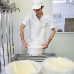 Each day gives us about 70 wheels, which are pressed in their hoops overnight <a href="https://uplandscheese.com/photos/cheesemaking-process/cheeseprocess-7.jpg">Download Image</a> 3.91 m .jpg