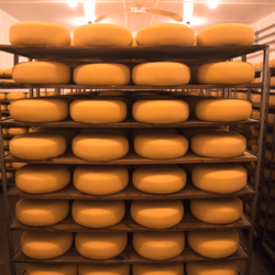 The wheels, pale ivory at first, take on a golden shine as the rind cultures develop <a href="https://uplandscheese.com/photos/cheesemaking-process/cheeseprocess-11.jpg">Download Image</a> 16.2 m .jpg