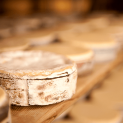 Rush Creek Reserve, almost ready <a href="https://uplandscheese.com/photos/creamery/Rush-Creek-Reserve-3-almost-ready.jpg">Download Image</a> 6.93 m .jpg