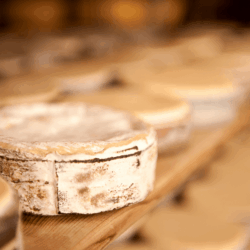 Rush Creek Reserve, almost ready <a href="https://uplandscheese.com/photos/creamery/Rush-Creek-Reserve-3-almost-ready.jpg">Download Image</a> 6.93 m .jpg