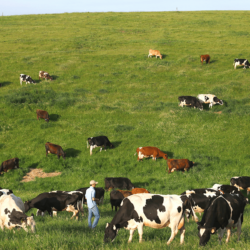 Rotational grazing <a href="https://uplandscheese.com/photos/farm/Rotational-grazing.jpg">Download Image</a> 21.1 m .jpg