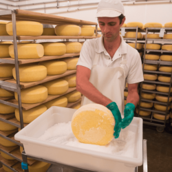 The next morning, the fresh wheels are rubbed in dry salt <a href="https://uplandscheese.com/photos/cheesemaking-process/cheeseprocess-8.jpg">Download Image</a> 12.9 m .jpg