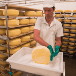 The next morning, the fresh wheels are rubbed in dry salt <a href="https://uplandscheese.com/photos/cheesemaking-process/cheeseprocess-8.jpg">Download Image</a> 12.9 m .jpg