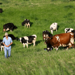 Valley bottom grass <a href="https://uplandscheese.com/photos/farm/Valley-bottom-grass.jpg">Download Image</a> 12 m .jpg